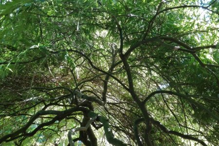 Blick von unten in den Ahornbaum